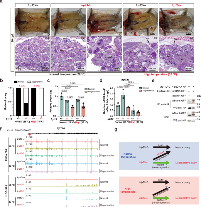 Fig. 5: Lrp13 mediates the heat stress response mechanism of vitellogenic oocyte formation in zebrafish.