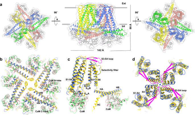 Fig. 1: Cryo-EM structure of apo_KCa2.2 in the Ca2+-bound state.