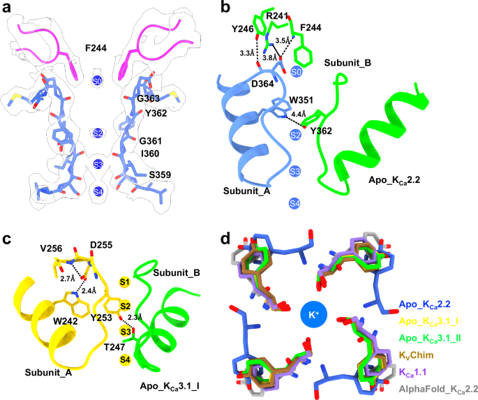 Fig. 2: Tethering of the S3-S4 β-hairpins to the selectivity filter and 180o flip of the critical tyrosine in the signature sequence in apo_KCa2.2.
