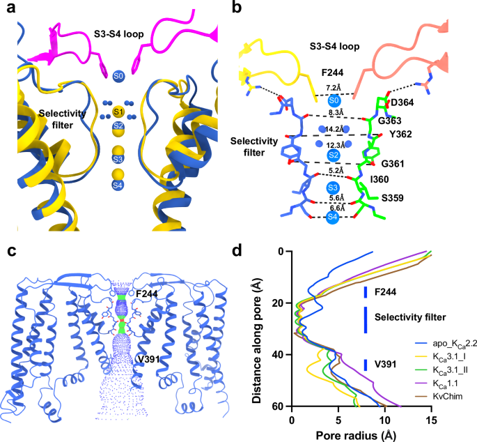Fig. 3: Unique conformation of the selectivity filter in apo_KCa2.2.