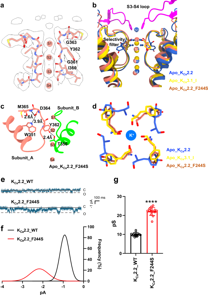 Fig. 4: Untethering of the S3-S4 loop from the selectivity filter and enhanced unitary conductance by the KCa2.2_F244S mutation.