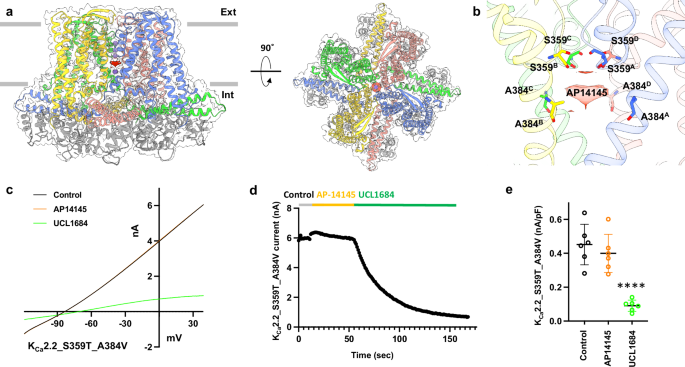 Fig. 6: Interactions of small molecule inhibitor AP14145 with KCa2.2.