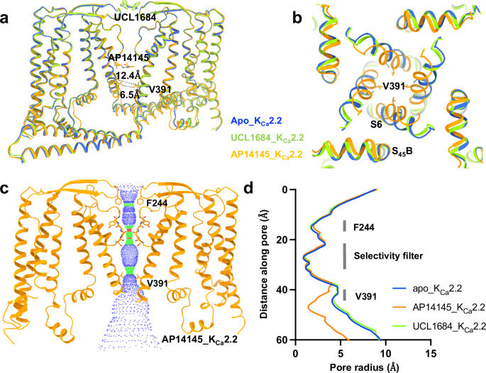 Fig. 7: Mechanism of inhibition by AP14145.