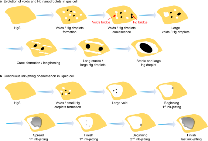Fig. 7: Schematics of overall evolutions of Hg Nanodroplets in the gas and liquid cells.
