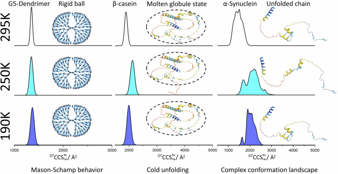 Fig. 7: Summary of the effect of drift gas temperature on the conformational landscapes of the G5-dendrimer, β-casein and α-synuclein with representative CCS distributions from the most abundant charge states measured (see above).