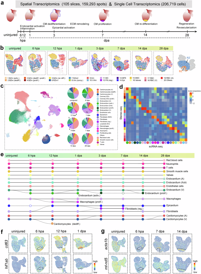 Fig. 1: A spatiotemporal transcriptomic and cellular transcriptomic atlas of the regenerating zebrafish heart.