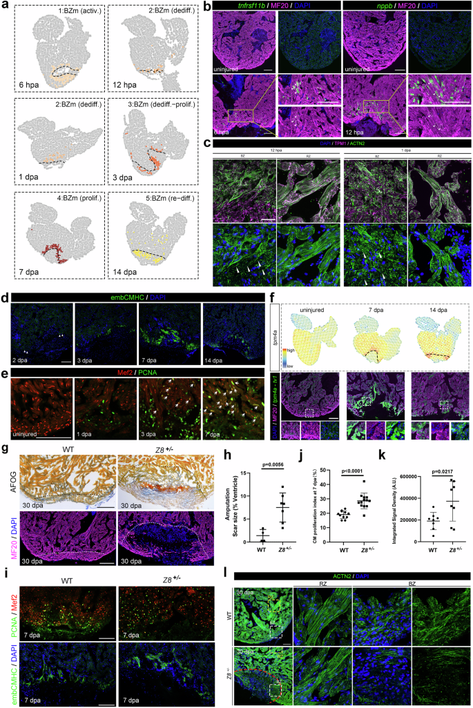 Fig. 2: Cellular dynamics of regenerating cardiomyocytes.