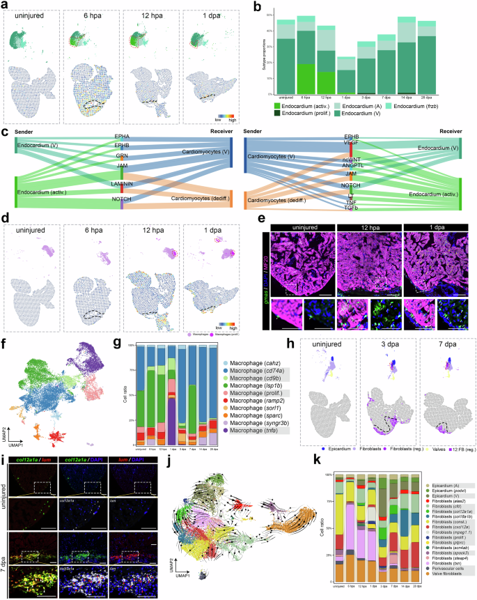 Fig. 3: Dynamic endocardium, macrophage and fibroblast subtypes during zebrafish heart regeneration.