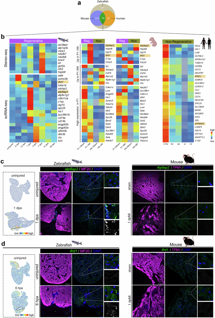 Fig. 4: Identification of conserved transcriptional responses shared by highly regenerative hearts.