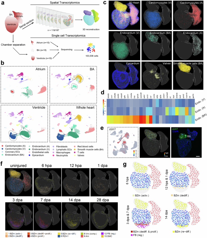 Fig. 5: Generation of 3D and 4D spatiotemporal transcriptional and cellular atlases of the uninjured and regenerating zebrafish heart.