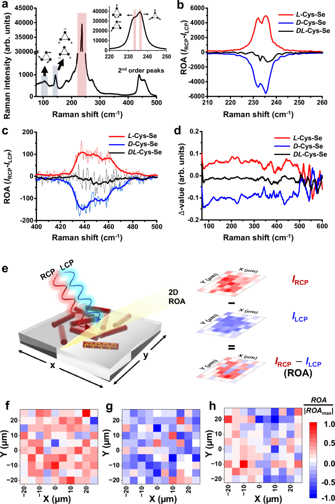 Fig. 2: Raman optical activity (ROA) and 2D ROA mapping of Cys-Se nanorod (NR) film.