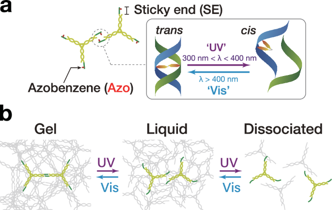 Fig. 1: Photocontrolled state transition of DNA condensates.
