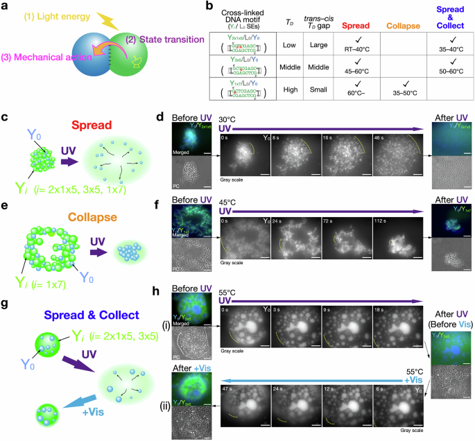 Fig. 5: Mechanical actions using microflow of DNA condensates.