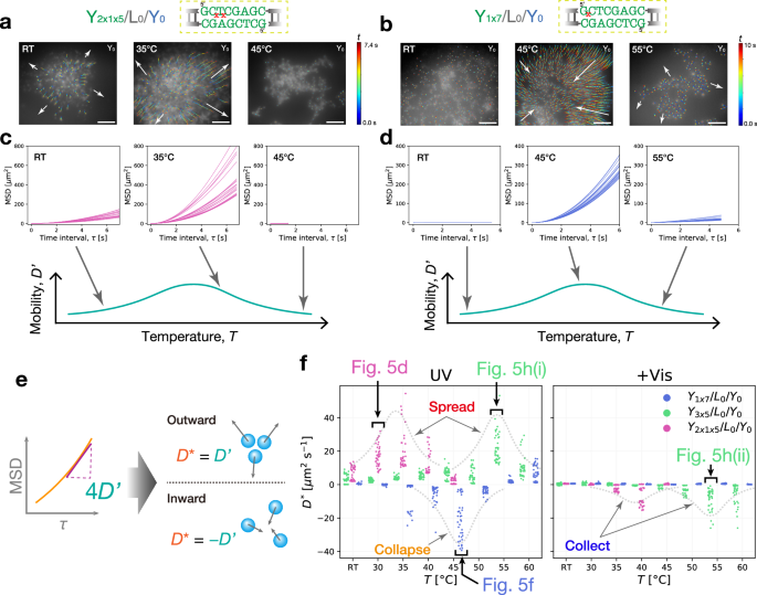 Fig. 6: Temperature-dependent flow mobility of mode-switchable photoinduced microflow of DNA condensates.