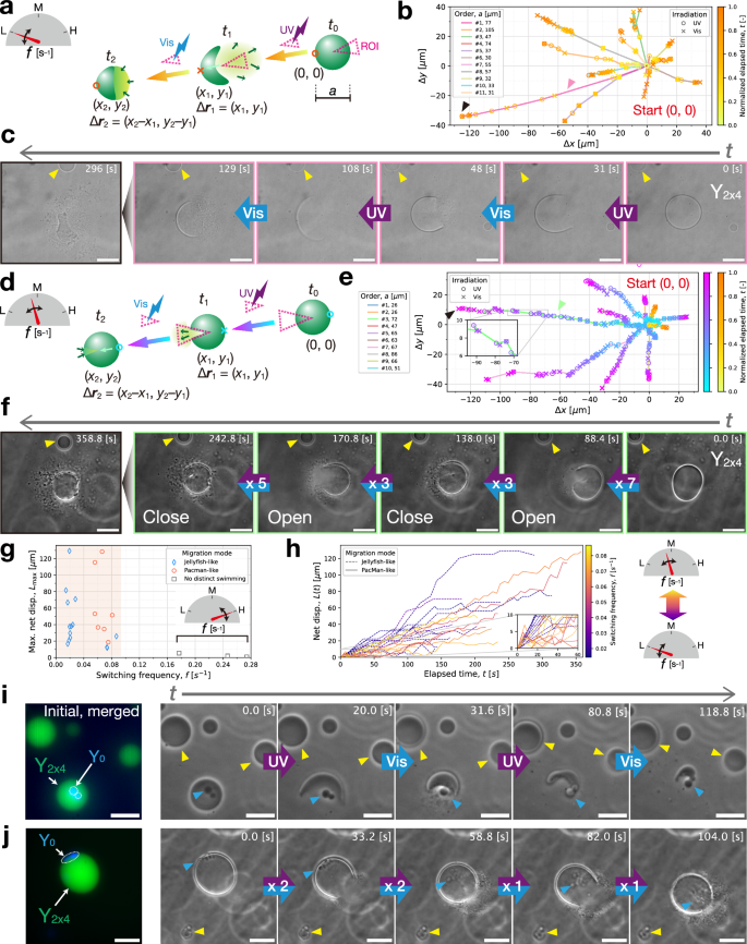 Fig. 7: Directional motions of DNA liquid condensates (composed of Y2x4) with localized UV–Vis photoswitching.