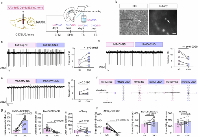 Fig. 2: Chemogenetic manipulation of αCaMKII+ neurons activity in the VMHdm/c.