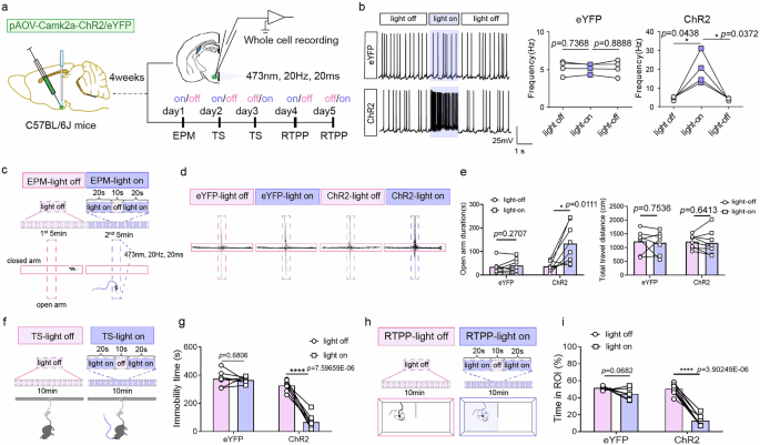 Fig. 3: Optogenetic activation of VMH αCaMKII+ neurons.