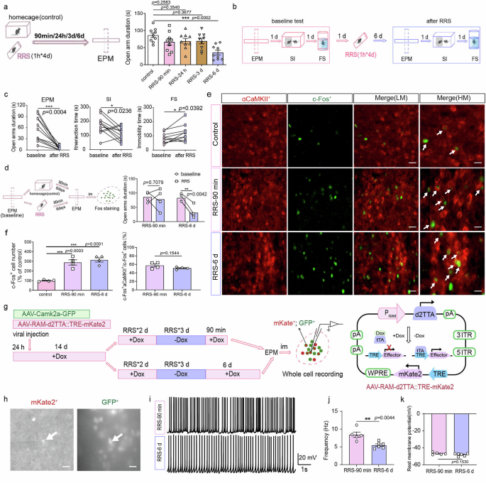 Fig. 4: RRS exposure activates VMH αCaMKII+ neurons.