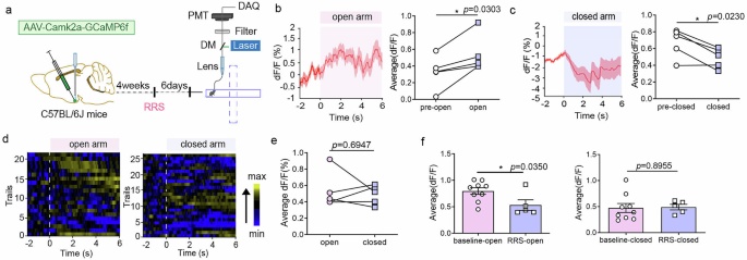 Fig. 5: Fiber photometry showing activity of VMHdm/c αCaMKII+ neurons during stressed mice exploring the EPM at 6 d after RRS exposure.