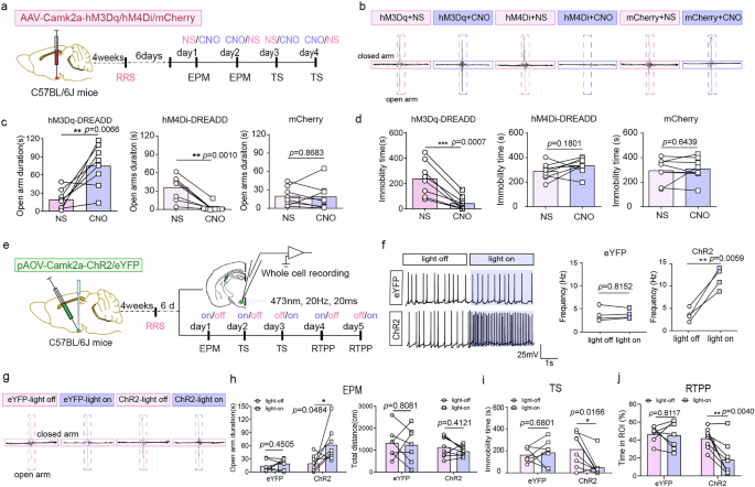 Fig. 6: Chemogenetic and optogenetic activation of VMHdm/c αCaMKII+ neurons in stressed mice.