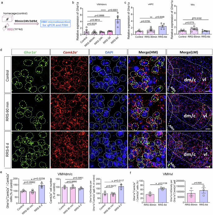 Fig. 7: Changes of GHS-R1a expression in VMH αCaMKII+ neurons after RRS.