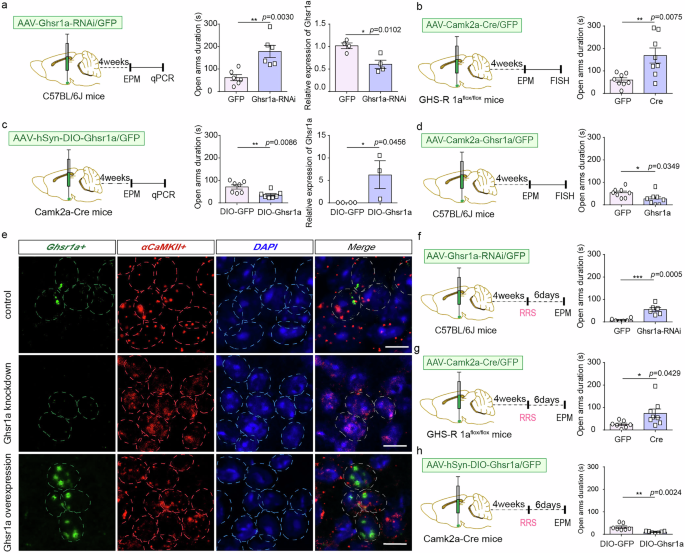 Fig. 8: Manipulation of GHS-R1a expression in VMH αCaMKII+ neurons.
