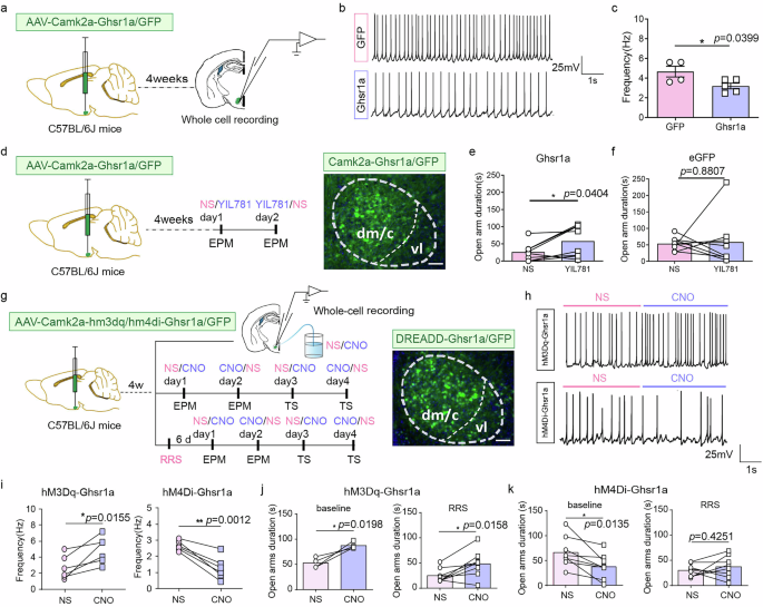 Fig. 9: The effect of increased GHS-R1a expression on the excitability of VMH αCaMKII+ neurons.