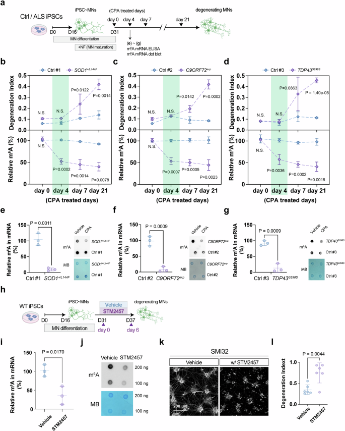 Fig. 1: m6A RNA modification levels are downregulated in ALS; loss of m6A methyltransferases&nbsp;METTL3&nbsp; and METTL14 leads to neurodegeneration.