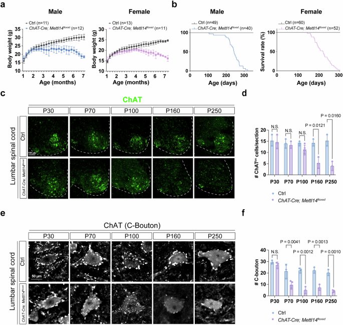 Fig. 2: Phenotypic characterization of ChAT-Cre; Mettl14floxed mutant mice.