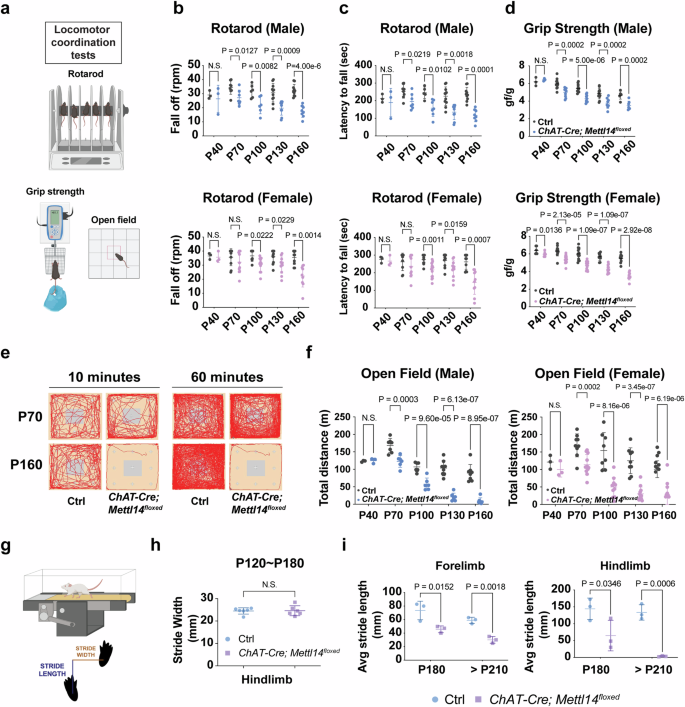 Fig. 4: m6A-deficient mice display motor deficits that recapitulate ALS.