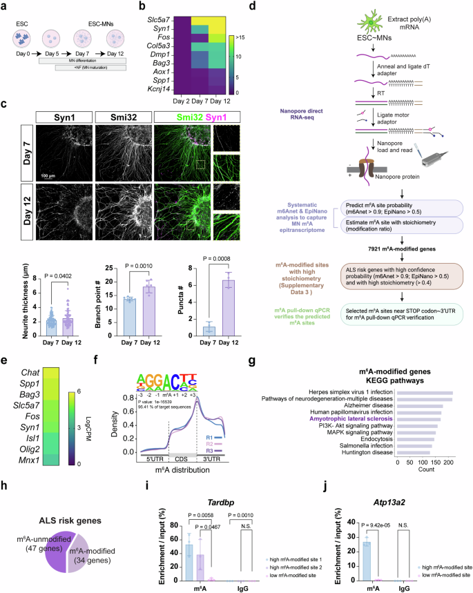 Fig. 5: Nanopore direct RNA-seq identifies ALS risk genes as m6A modified.