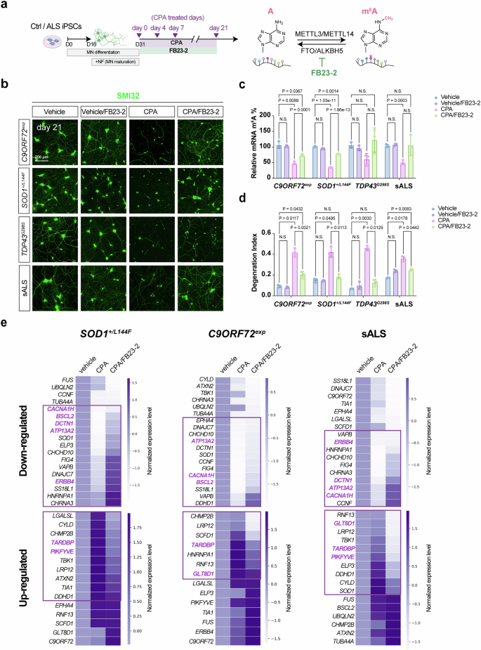Fig. 8: An m6A eraser inhibitor efficiently rescues human ALS iPSC~MNs from premature death by restoring dysregulated genes caused by hypo-m6A.