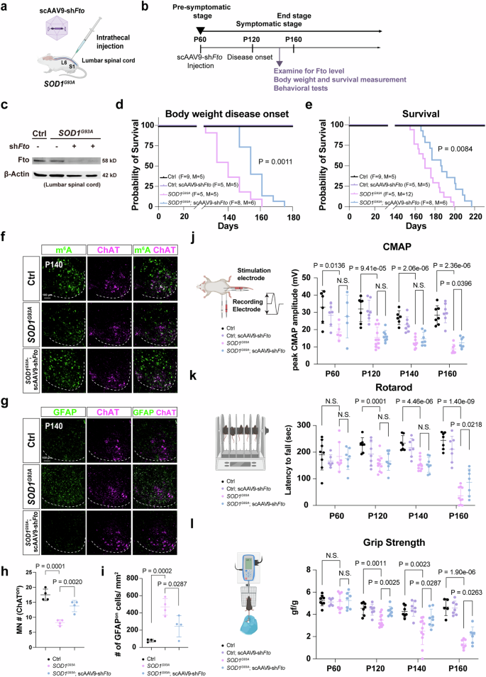 Fig. 9: Gene therapy of adult SOD1G93A mice by overexpressing Fto-shRNA is sufficient to protect neuromuscular function and delay disease onset.