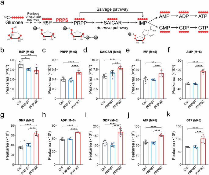 Fig. 3: PRPS2 boosts the production of newly synthesized ATP/GTP through the purine biosynthesis pathway.