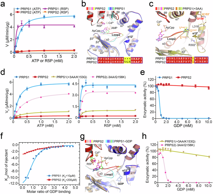 Fig. 4: Biochemical and structural characterization indicated vastly distinct properties between PRPS2 and PRPS1.