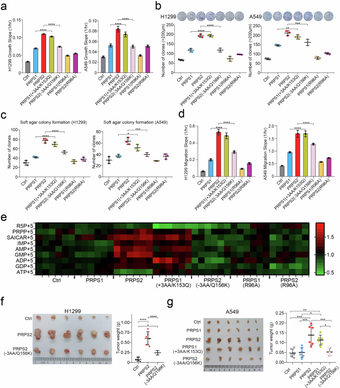 Fig. 5: Ectopic expression of PRPS2 or PRPS1( + 3AA/K153Q) promotes lung cancer cell proliferation, migration, and tumor growth.