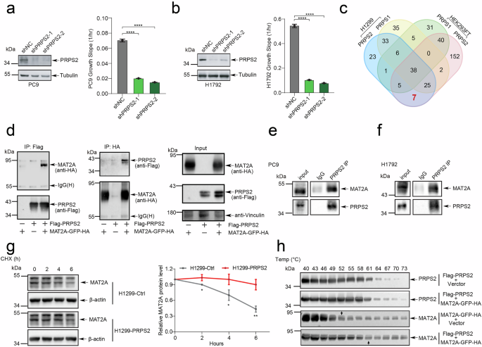 Fig. 6: PRPS2 stabilizes MAT2A in a non-enzymatic manner.