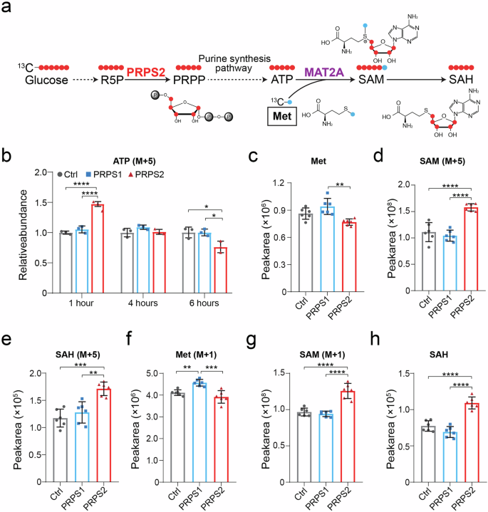 Fig. 7: PRPS2 enhances the methionine metabolic cycle and upregulates SAM synthesis.