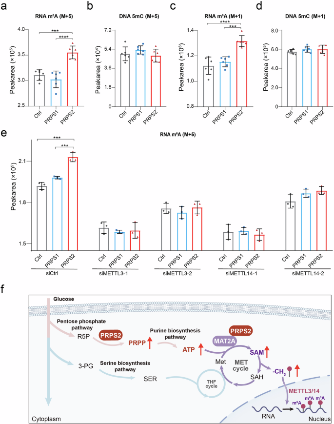 Fig. 8: PRPS2 promotes RNA m6A methylation.