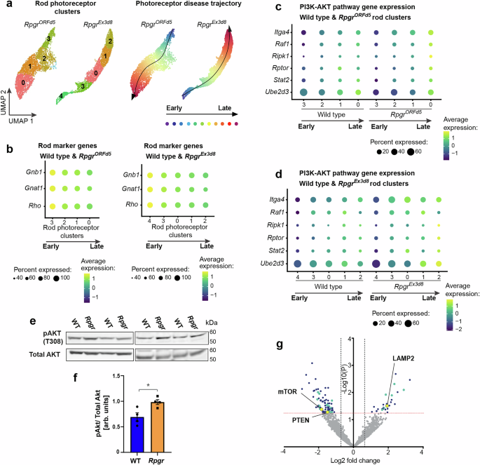 Fig. 1: Single-cell transcriptomics identifies photoreceptor populations with reduced phototransduction gene expression and increased PI3K/AKT pathway gene expression.