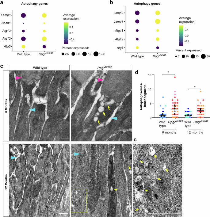 Fig. 2: Rpgr mutant photoreceptors accumulate autophagosomes in inner segments.
