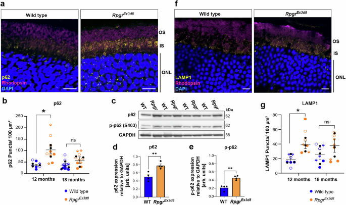 Fig. 3: Autophagosome and lysosome markers accumulate in Rpgr mutant photoreceptor inner segments.