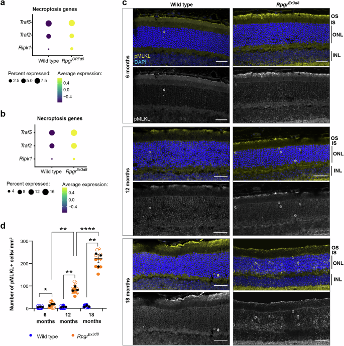 Fig. 6: Photoreceptors die by necroptosis in Rpgr mutants.