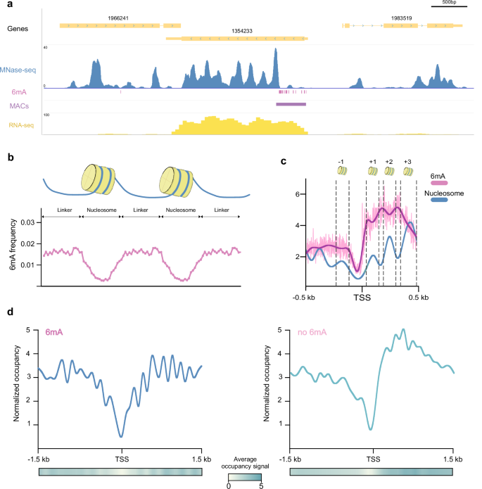 Fig. 2: Association between 6mA and chromatin organization.