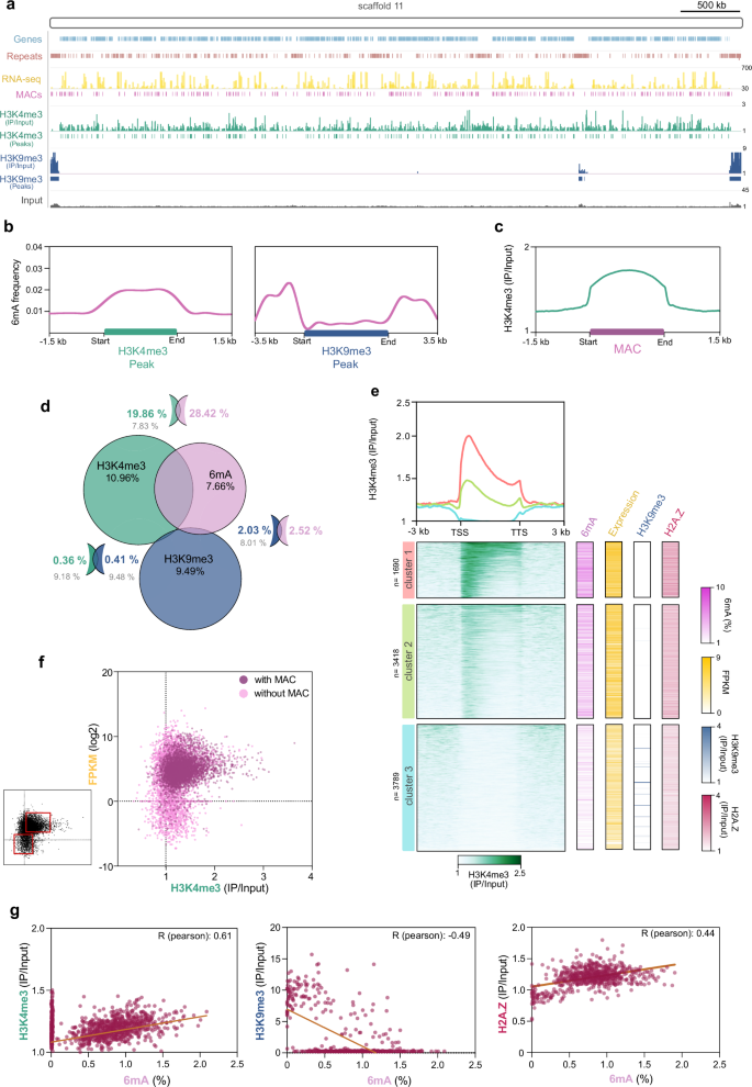 Fig. 3: 6mA is condensed in H3K4me3 euchromatin regions and linked to H2A.Z occupancy.