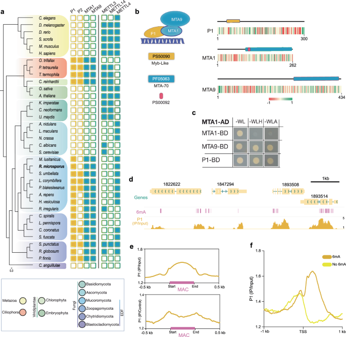 Fig. 4: The Mta1 complex in R microsporus.