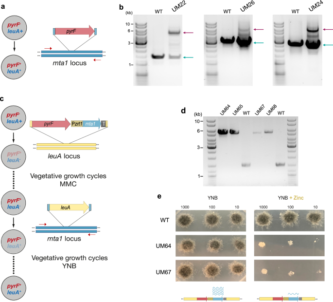 Fig. 5: Genetic engineering of R. microsporus reveals the essential role of the MTA1c.
