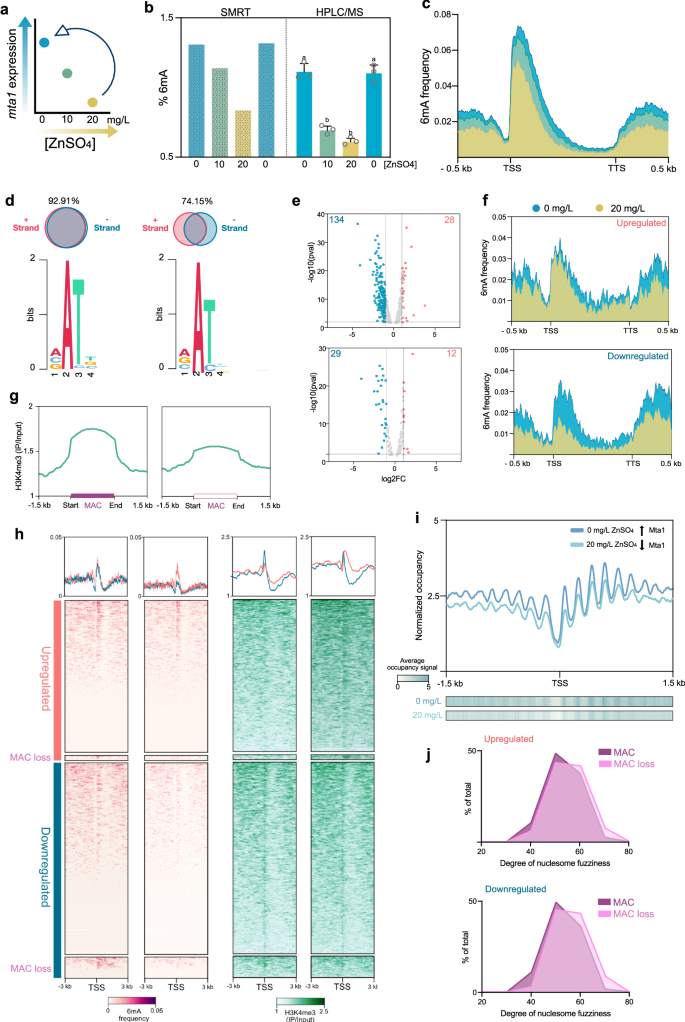 Fig. 6: Genome-wide effect of mta1 downregulation.