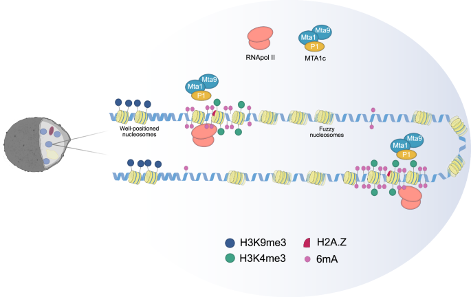 Fig. 7: Model of epigenetic modifications distribution and epigenomic compartmentalization of the R microsporus genome.