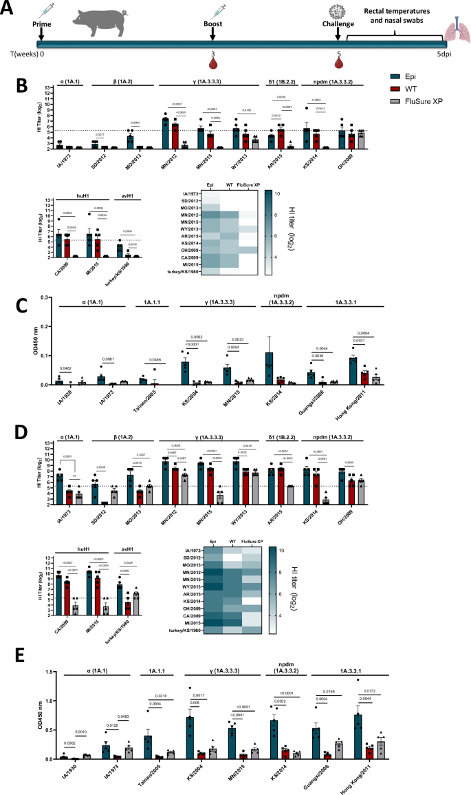 Fig. 3: Epigraph vaccine induces cross-reactive antibody responses against swine, human, and avian IAV in swine model.